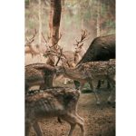 un animal disparut de aproape 100 de ani din romania a fost reintrodus in paduri numarul lor a ajuns la 200 de exemplare 6919c7ed394b7