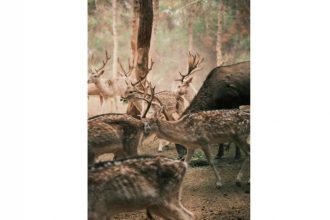 un animal disparut de aproape 100 de ani din romania a fost reintrodus in paduri numarul lor a ajuns la 200 de exemplare 6919c7ed394b7