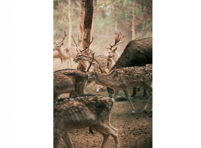 un animal disparut de aproape 100 de ani din romania a fost reintrodus in paduri numarul lor a ajuns la 200 de