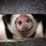 un focar de pesta porcina africana a fost confirmat intr o ferma cu 6 000 de animale din judetul arad 691ae7b2bad92