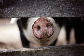 un focar de pesta porcina africana a fost confirmat intr o ferma cu 6 000 de animale din judetul arad 691ae7b2bad92