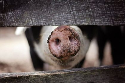 un focar de pesta porcina africana a fost confirmat intr o ferma cu 6 000 de animale din judetul arad 691ae7b2bad92