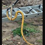 alerta la 112 doi serpi intr un beciul unei locuinte din tulcea 6936819ca0fdd