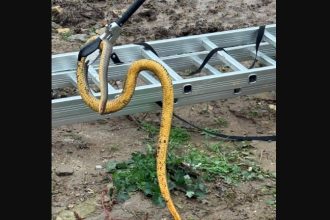 alerta la 112 doi serpi intr un beciul unei locuinte din tulcea 6936819ca0fdd