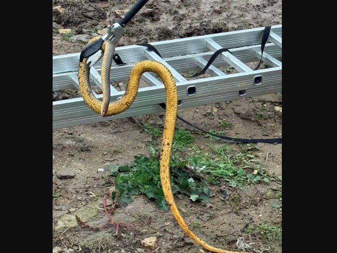 alerta la 112 doi serpi intr un beciul unei locuinte din tulcea 6936819ca0fdd