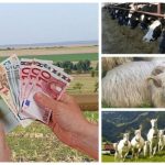 apia ofera un ajutor financiar de aproape 40 de milioane lei pentru fermele de animale 693abae483214