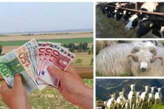 apia ofera un ajutor financiar de aproape 40 de milioane lei pentru fermele de animale 693abae483214