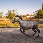 austeritate fara foc de artificii si fara botezul cailor la mihail kogalniceanu 6952da4431e1c