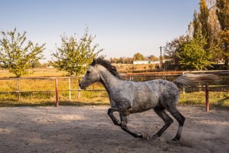 austeritate fara foc de artificii si fara botezul cailor la mihail kogalniceanu 6952da4431e1c