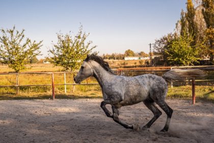 austeritate fara foc de artificii si fara botezul cailor la mihail kogalniceanu 6952da4431e1c