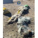 braconaj piscicol in zona canalului dunare marea neagra doi barbati cercetati de politistii ipj constanta 69550c3493715