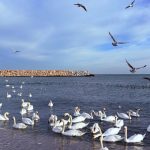 craciun cu soare ger si lebede iarna frumoasa de pe plaja din eforie sud 694ead86d5769