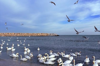 craciun cu soare ger si lebede iarna frumoasa de pe plaja din eforie sud 694ead86d5769