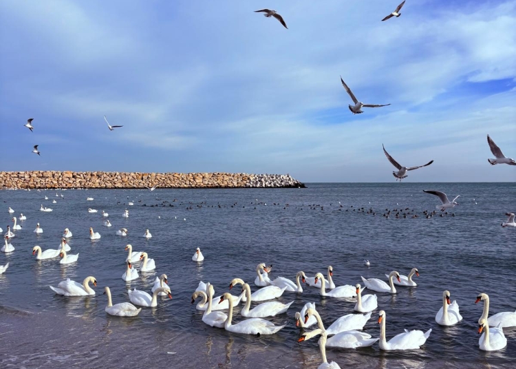 craciun cu soare ger si lebede iarna frumoasa de pe plaja din eforie sud 694ead86d5769