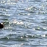 explozie pe marea neagra in apropiere de constanta o drona maritima a fost distrusa prin detonare controlata 69303e4e57a04