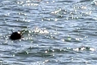 explozie pe marea neagra in apropiere de constanta o drona maritima a fost distrusa prin detonare controlata 69303e4e57a04