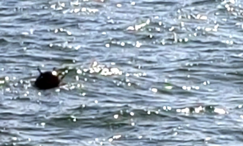 explozie pe marea neagra in apropiere de constanta o drona maritima a fost distrusa prin detonare controlata 69303e4e57a04