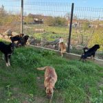 foto caini gasiti morti in curtea unei locuinte din plopeni politia a deschis dosar penal 6942f32b9f4f9