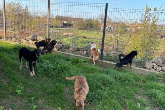 foto caini gasiti morti in curtea unei locuinte din plopeni politia a deschis dosar penal 6942f32b9f4f9