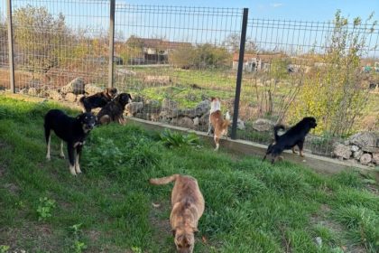 foto caini gasiti morti in curtea unei locuinte din plopeni politia a deschis dosar penal 6942f32b9f4f9