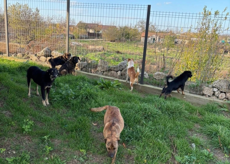 foto caini gasiti morti in curtea unei locuinte din plopeni politia a deschis dosar penal 6942f32b9f4f9