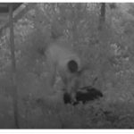 foto cruzime fata de animale la navodari un barbat este anchetat de politie 693bcfa61b28e