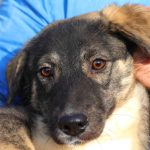 lucky cauta o familie iubitoare ofera i sansa la un camin fericit 6936780e2adec