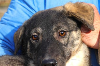 lucky cauta o familie iubitoare ofera i sansa la un camin fericit 6936780e2adec