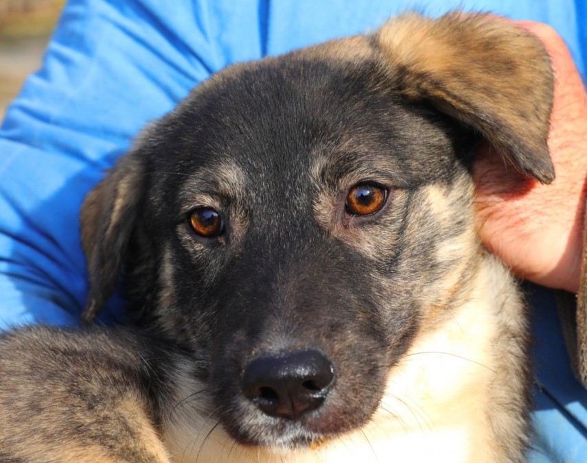 lucky cauta o familie iubitoare ofera i sansa la un camin fericit 6936780e2adec