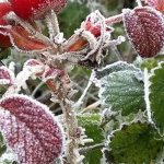 meteorologii au emis prognoza pentru luna decembrie o luna atipica din punct de vedere termic 692e9e1c66686