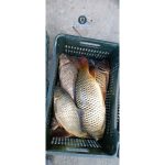 peste 478 kg de peste si 159 de unelte confiscate in actiuni impotriva pescuitului ilegal in tulcea 693e7a1feb7d0