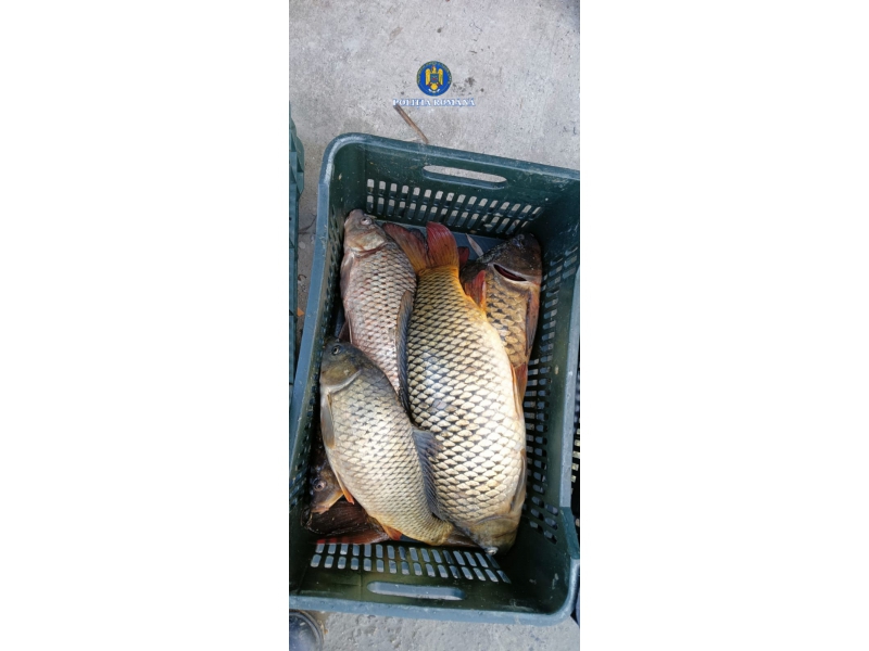 peste 478 kg de peste si 159 de unelte confiscate in actiuni impotriva pescuitului ilegal in tulcea 693e7a1feb7d0