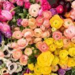 peste 790 000 de romani isi serbeaza onomastica de sfantul nicolae 6933d3eaccfd1