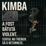 petitie in cazul catelusei kimba abuzata in navodari ong urile cer ca animalul sa nu fie returnat agresorului 693ea65fb1b74