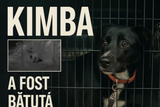 petitie in cazul catelusei kimba abuzata in navodari ong urile cer ca animalul sa nu fie returnat agresorului 693ea65fb1b74