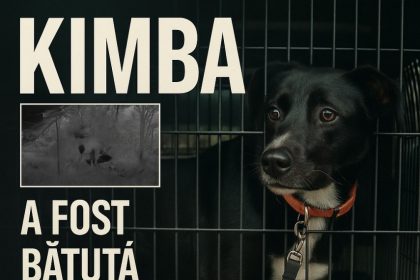 petitie in cazul catelusei kimba abuzata in navodari ong urile cer ca animalul sa nu fie returnat agresorului 693ea65fb1b74