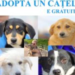 primaria constanta continuam campania adopta un catel 693000025e5ac