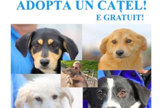 primaria constanta continuam campania adopta un catel 693000025e5ac
