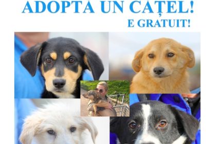 primaria constanta continuam campania adopta un catel 693000025e5ac