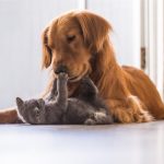 suferinta psihica sanctionata explicit pedepse mai mari si atributii extinse pentru politie 693eb4464e155