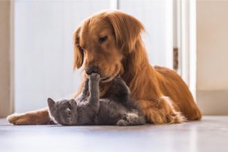 suferinta psihica sanctionata explicit pedepse mai mari si atributii extinse pentru politie 693eb4464e155