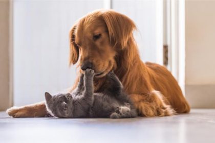 suferinta psihica sanctionata explicit pedepse mai mari si atributii extinse pentru politie 693eb4464e155