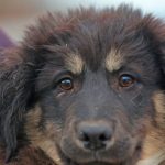 adapostul public de animale abandonate constanta cauta stapani pentru doi catei speciali 6977293554c42