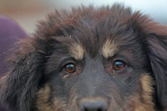 adapostul public de animale abandonate constanta cauta stapani pentru doi catei speciali 6977293554c42