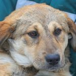 adopta un prieten lulu un catelus de un an bland si sterilizat isi cauta camin 697c842345755