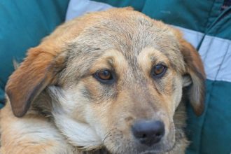 adopta un prieten lulu un catelus de un an bland si sterilizat isi cauta camin 697c842345755