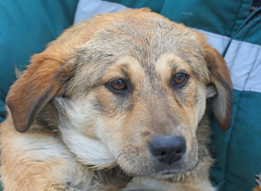 adopta un prieten lulu un catelus de un an bland si sterilizat isi cauta camin 697c842345755