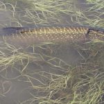 atentie pescari incepe prohibitia la stiuca 697db30e1ac8d