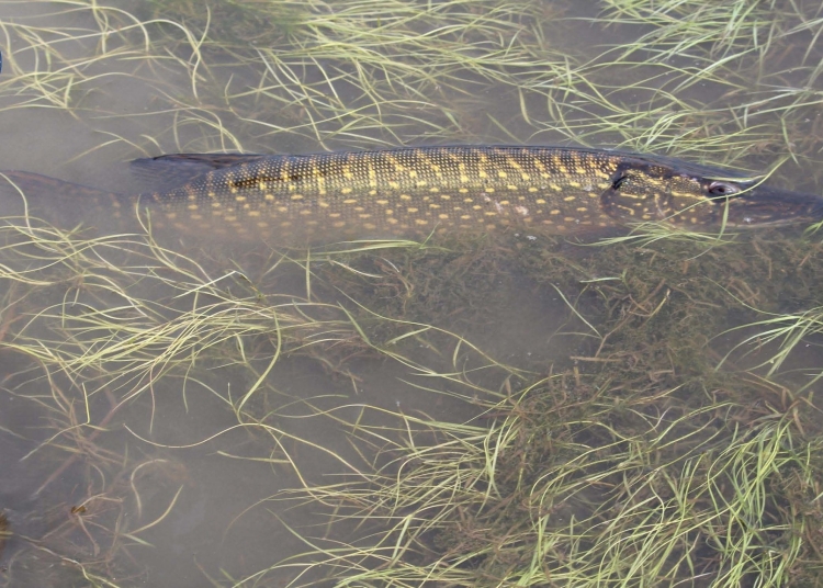 atentie pescari incepe prohibitia la stiuca 697db30e1ac8d