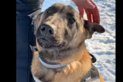 catelul raf noul membru al brigazii speciale de interventie video 69678bb4ae3b0